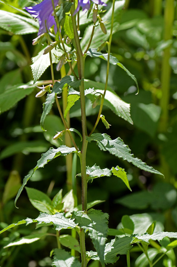 Campanula rapunculoides / Campanula serpeggiante